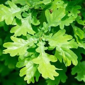 Oak English - Quercus robur 1a
